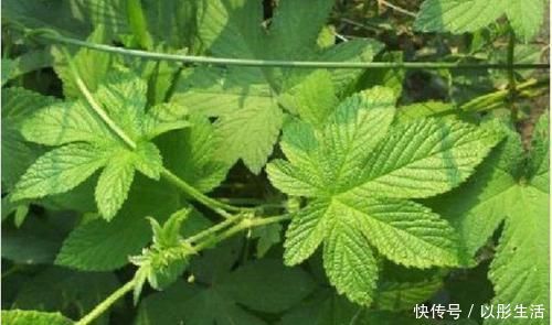 芥藍|5種讓人頭疼的“害草”，個個都是“抗癌王”，比蒲公英好100倍