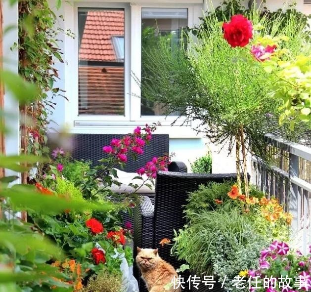 养花|花农养花为啥成本这么低学会用小苏打,几十盆都花不了2块钱