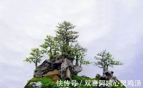 马尾松|徜徉盆景40余年的“盆景迷”