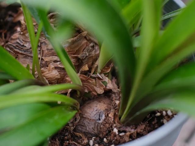 养花技巧这花不是一次性,开完别扔,还能再养7、8年