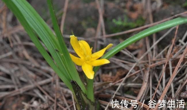 野草|因生长过快,常被除掉,殊不知如此的珍贵,126元一斤