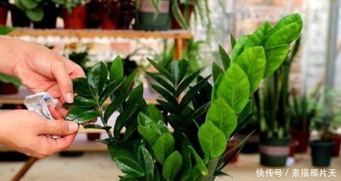 啤酒肥|家中有“它们”不要扔,将它们一处理,养花再不缺化肥、花土了