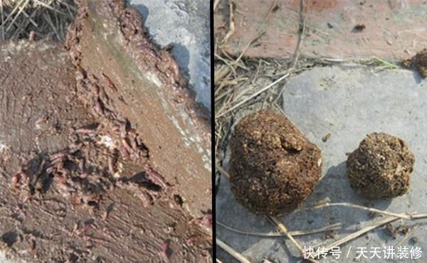 冬季钓鲫鱼,这样的饵料更受欢迎,成本不到三块钱,鱼咬钩更猛