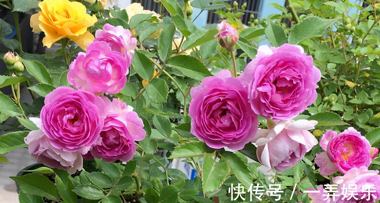 被名字耽误的“三种花”,名字虽土颜值高,关键是高温夏季也勤花