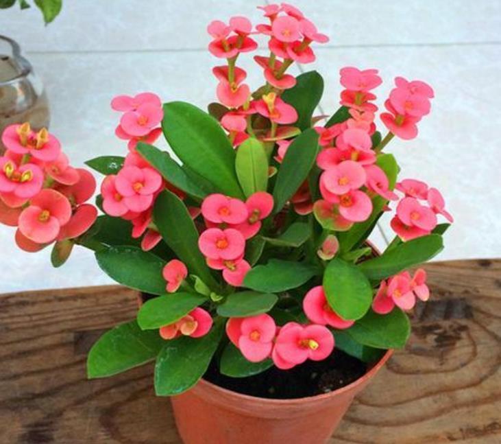 养花就养这几款，一年四季开不停，颜色漂亮又好养，真值！