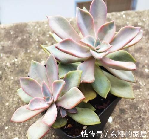 花盆|养景天多肉初恋,有4方面出问题不能忽略,不然一盆都留不住