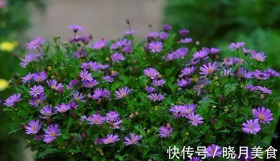 矮牵牛矮牵牛|阳台养这5种花,越养越旺宅,秒变家中小花园