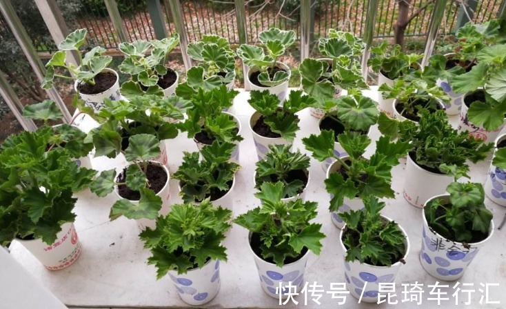 阳台养天竺葵有技巧,掌握住3点,盆栽事半功倍
