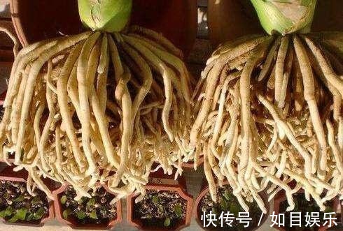 肉质根|养好君子兰第一步，养好“萝卜根”，粗根大叶多开花，长爆盆