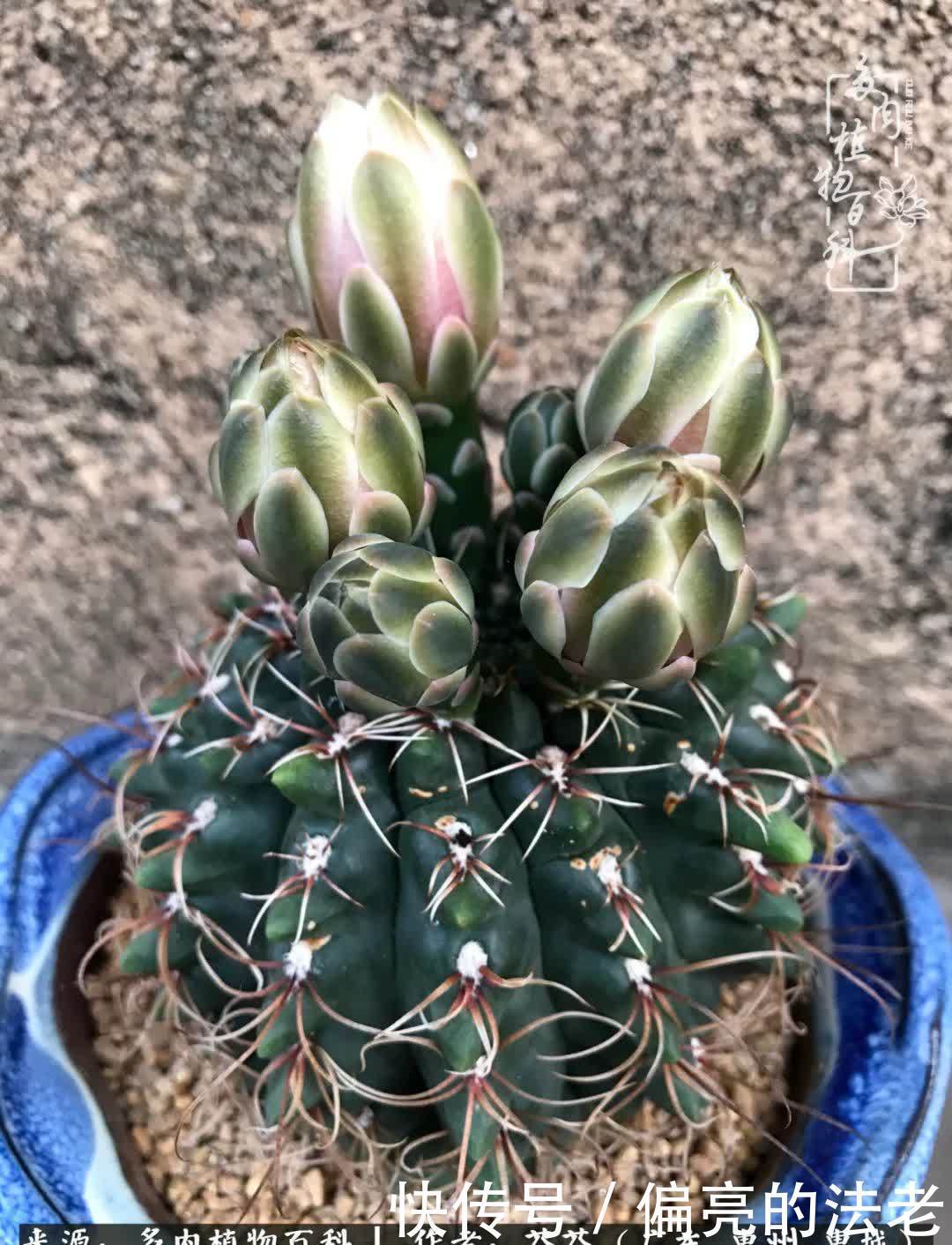 养花|一种爱好就是一种境界，养花养多肉可以培养一个人的心境！