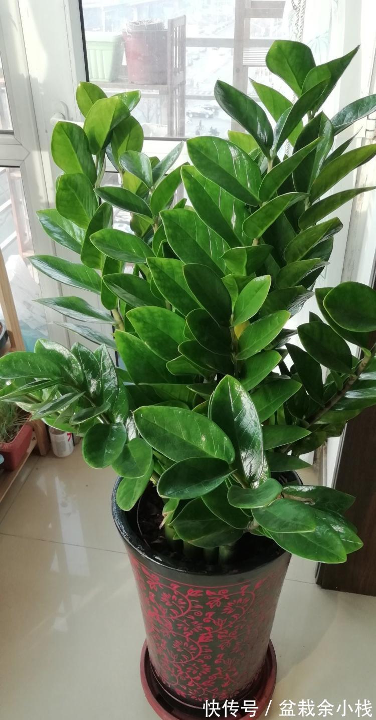 吉利|今年流行的7种“观赏花”,家里养一盆,大气又吉利