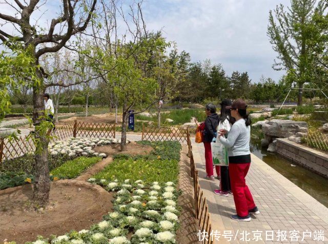 京水菜|蔬菜田园进公园，一年三季皆是景