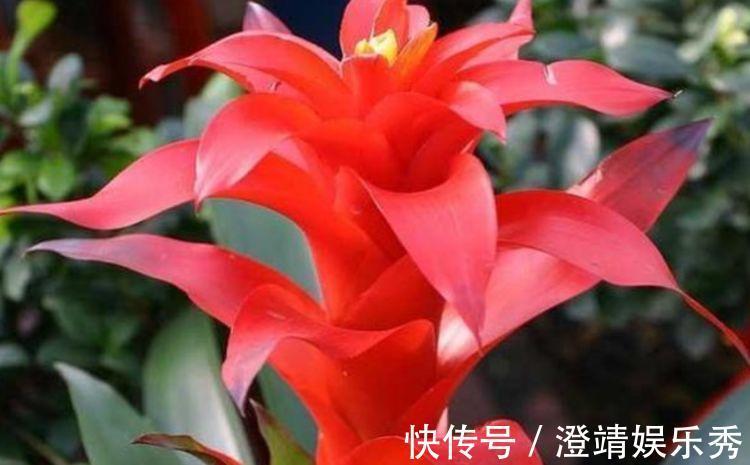 正月二十五,家里养上这4种花,开花红红火火,旺财又旺运!