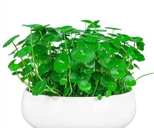 连这六种盆栽还养不好，真就不适合养花了，还是买塑料花吧