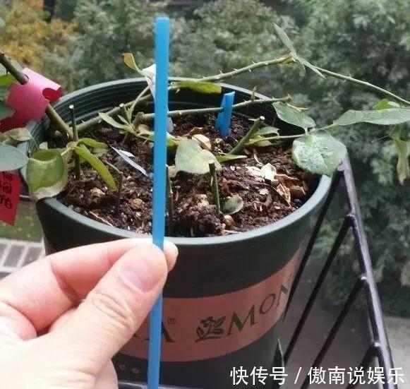 大疙瘩|盆土硬成大疙瘩,浇点松土剂,立马软得像发糕!