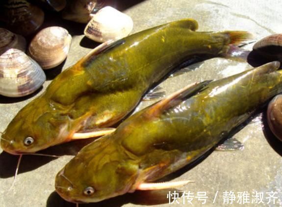 小孩|这5种鱼无杂刺,适合老人小孩吃,营养美味还补钙,人人吃得起