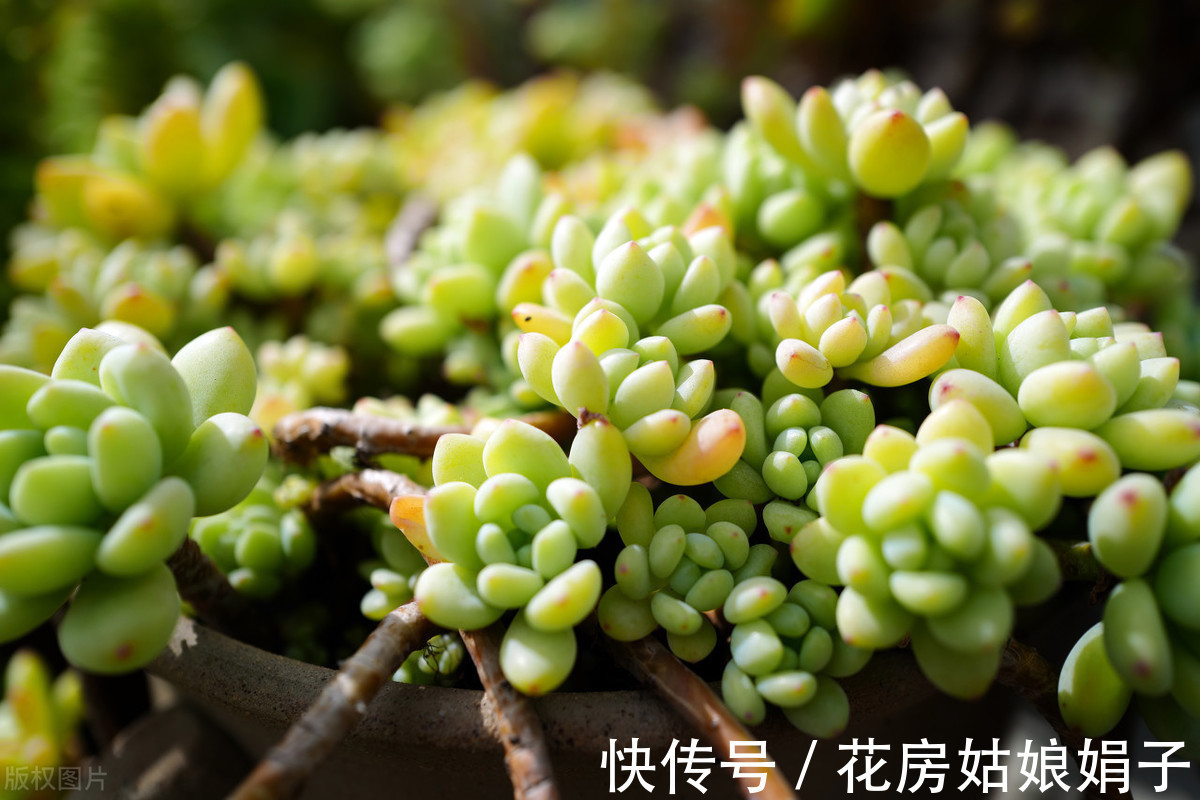 夏天|快到夏天的“三伏天”了，多肉植物黄叶、发霉、腐烂，怎么做？