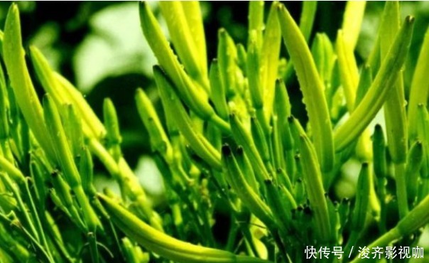 采收|黄花菜清热解毒，降燥泄火，想要收获高产优质的黄花菜，只需五点