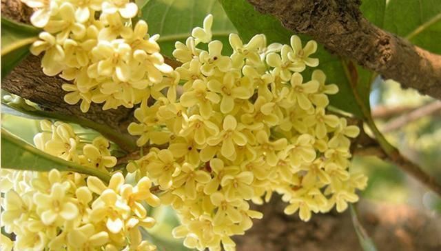 夏天|夏天“最香”的花卉,比香水还好闻,四季花开,耐寒耐热还好养