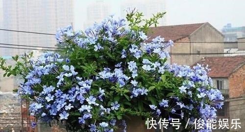 管理|4种漂亮花,一样的喜好,同时管理不要偏心,开出小花园!