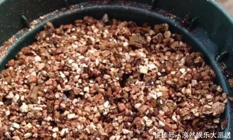 花店|花店买回来的插花不要丢,只要简单的几步,鲜花就能生根