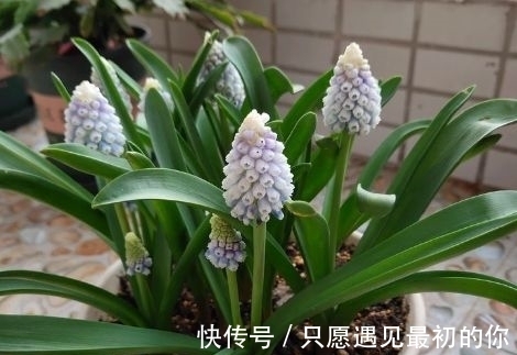 新手养花,不如养盆花中精品“蓝色妖姬”,花中新宠,气质端庄