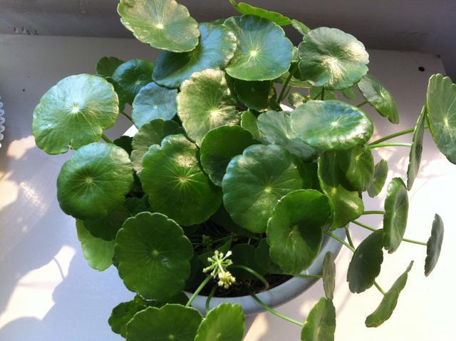 铜钱草叶子小,4个简单“小技巧”,一个月疯长爆盆,叶大又圆!