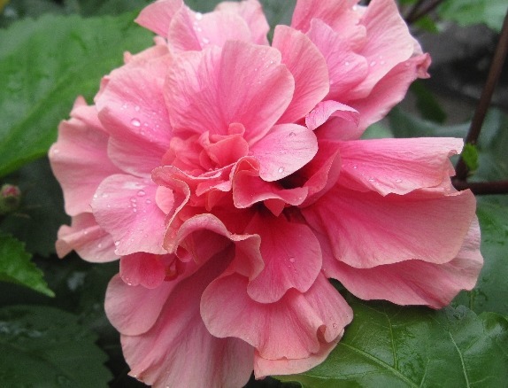 此几款花朵，随便一养就爆盆，花开美艳又动人，超适合懒人养