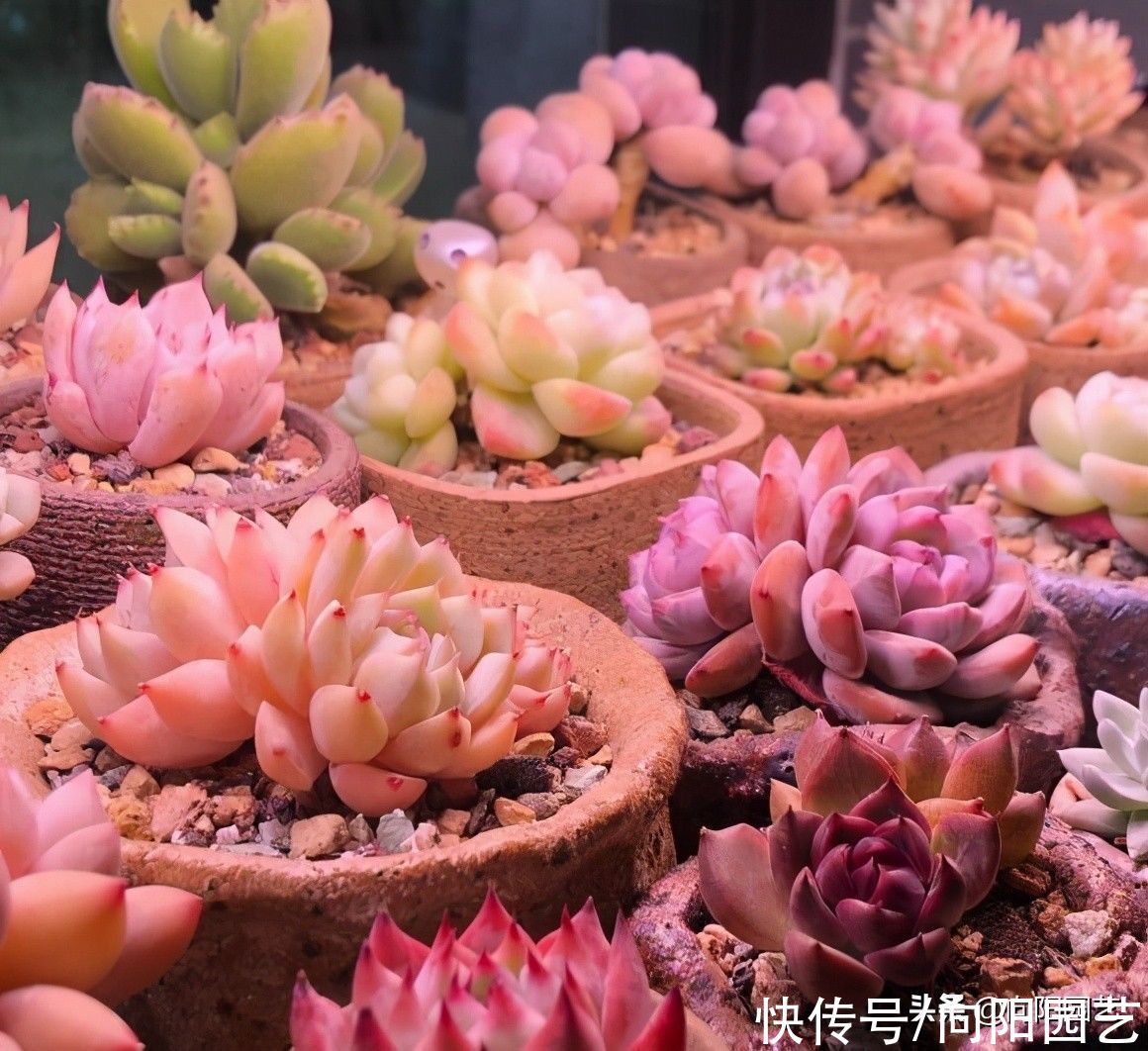 网上买多肉，买的时候红彤彤，养了1个月，变成绿青菜，为啥？