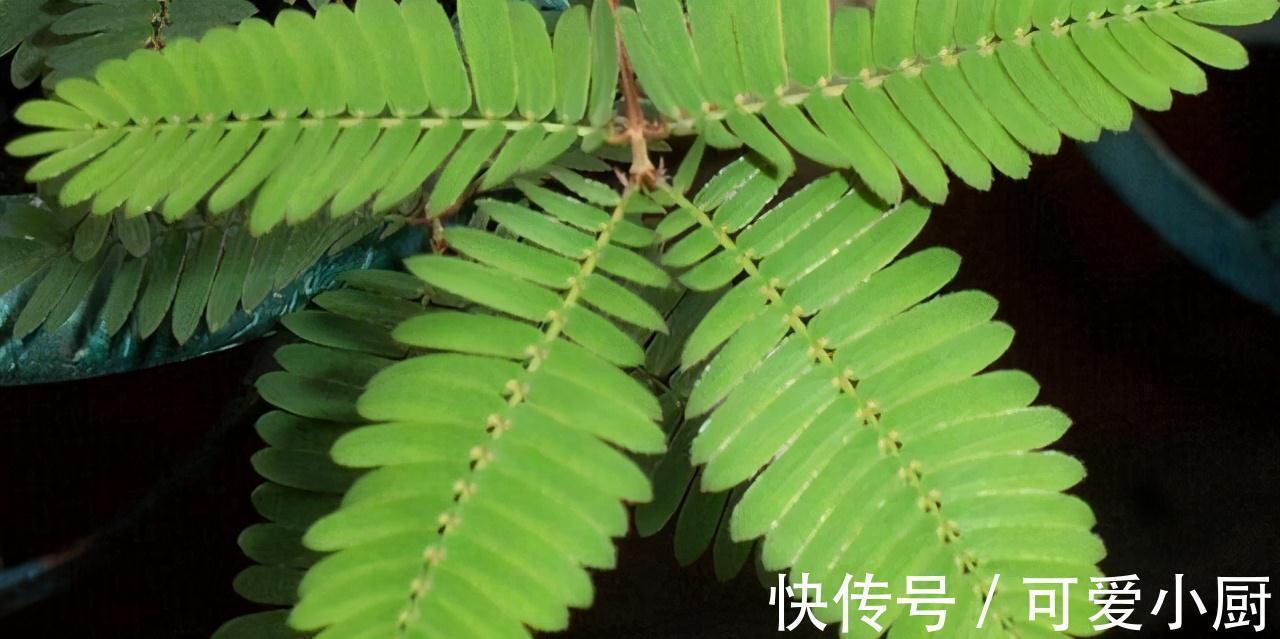 家有此草如有一宝，此草不仅能够在家对人撒娇，还可准确预测地震