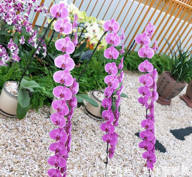 青苔|发现蝴蝶兰花谢后,第一时间该怎么处理才能让它年年开花?