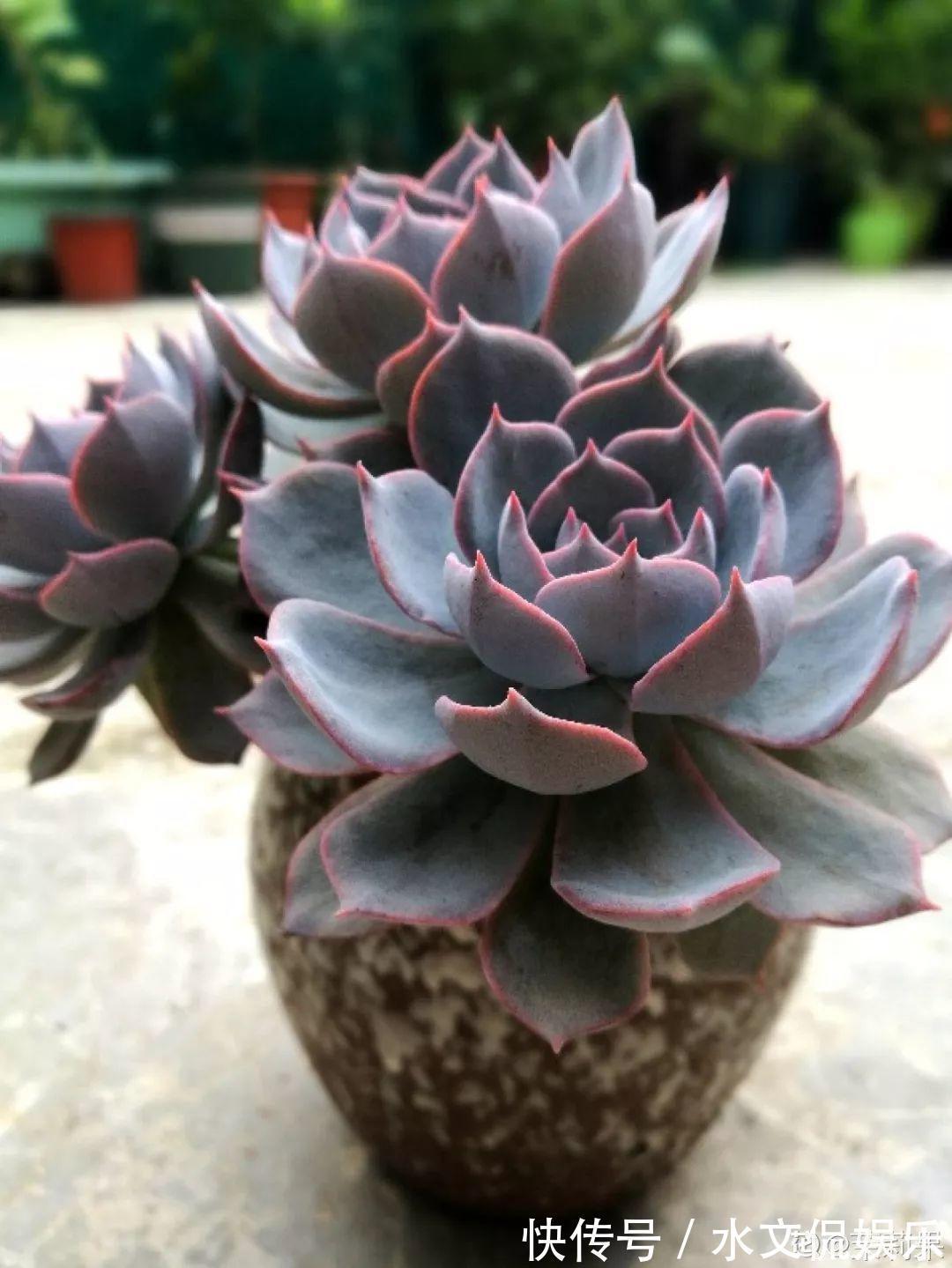 秋天买多肉，认准这点，长得胖嘟嘟窜出一圈小芽！