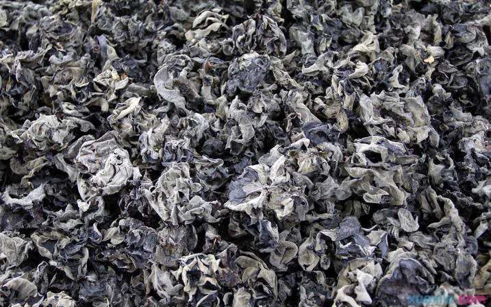 木耳怎么养殖 木耳的形态特征