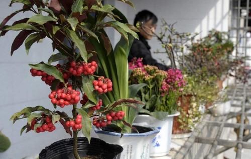 5种常见“养花水”，好使、不花钱，浇什么花都能用