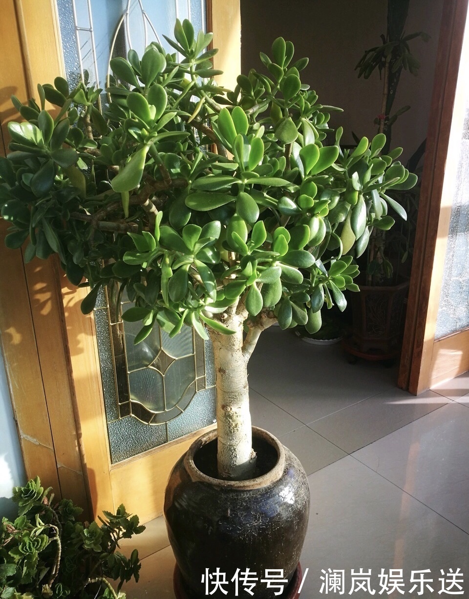 玉树|养了5年玉树,1晚上冻成“八抓鱼”,枝干发软、没救了