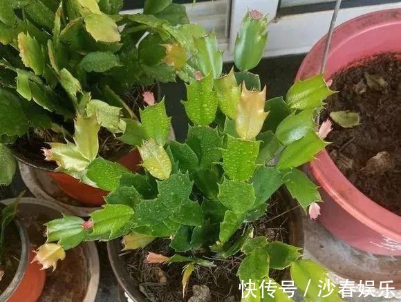 头顶端|蟹爪兰花期结束,养护注意“3点”,疯狂长叶子,入冬花苞翻2倍