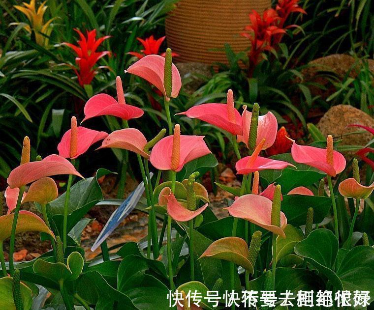 吉祥|五种“吉祥花”，建议养一盆，不仅寓意好，还利于健康