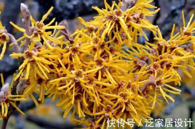 四季|农历7月23号起，最适合养这些花，花儿满盆蹿，四季繁花似锦