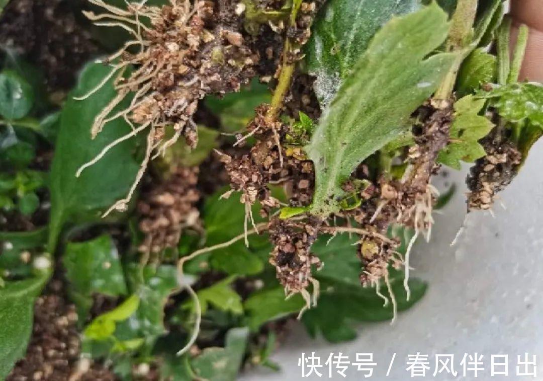 施肥|8种花赶紧剃头,剃得越狠,开花越多