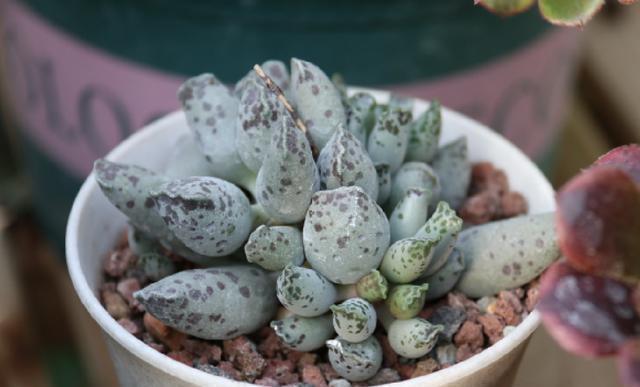 行为|养多肉5个“行为”要避免,否则会悄悄“毁掉”你的多肉