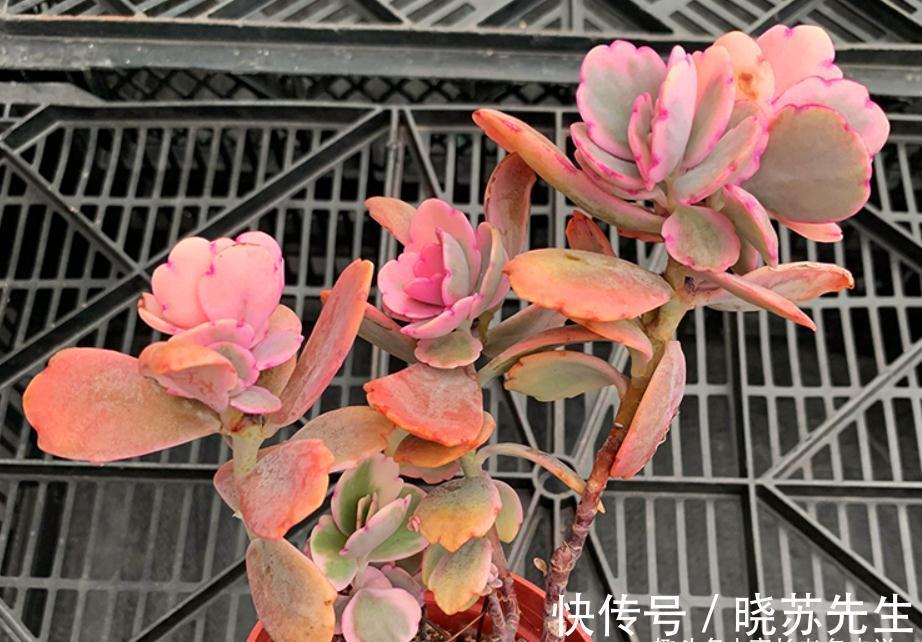 多肉蝴蝶之舞,微风拂过时,其叶片就像翩翩起舞的彩蝶,迷煞人也