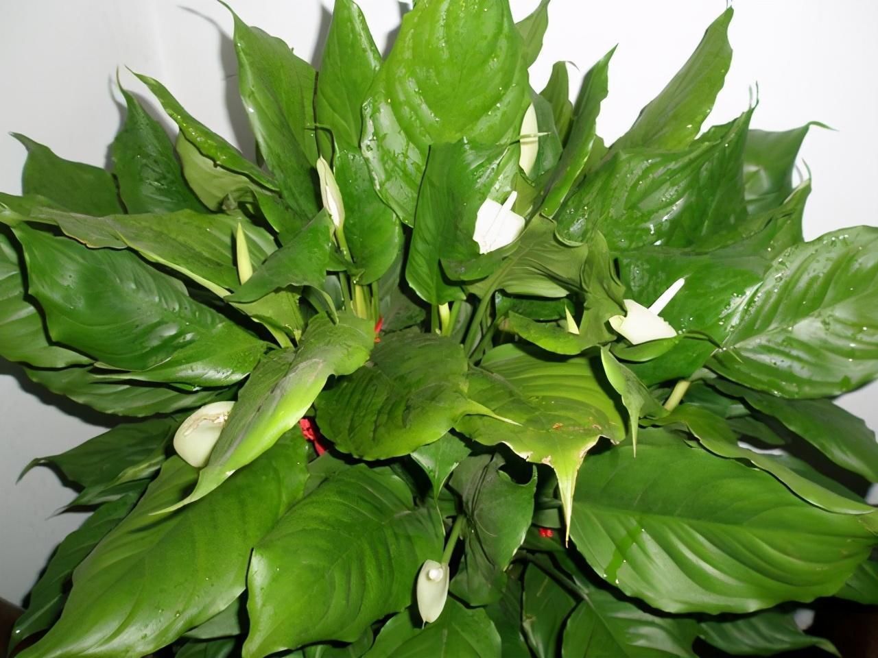 给家里选择“5种”耐荫花,养10年都翠绿、茂密,太省心了