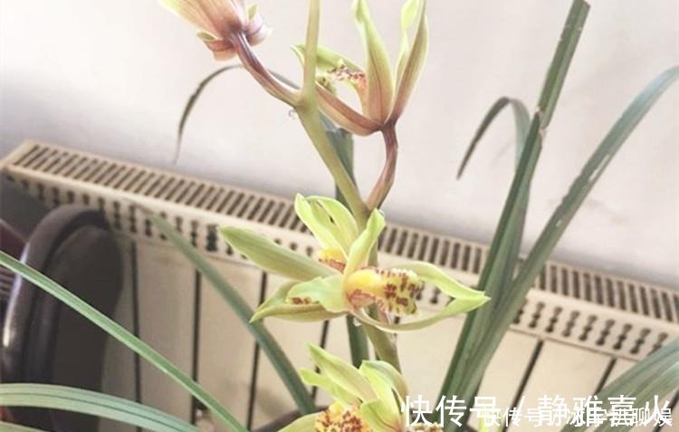 催花水|兰花爱喝这种“催花水”，什么淘米水、过期药都不如它，简单实用