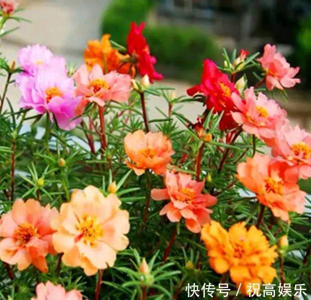1种花，开300天，美到“假花”都失色，比月季好养，新手也养爆盆