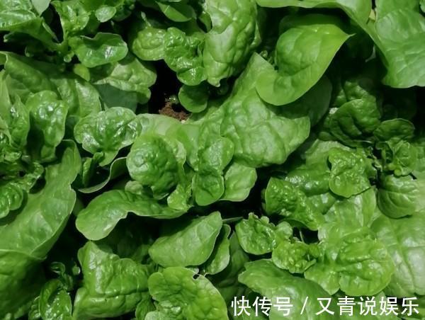 维生素c|这菜,2元一斤,补钙是苹果20倍,孩子隔三差五吃,长个身体壮
