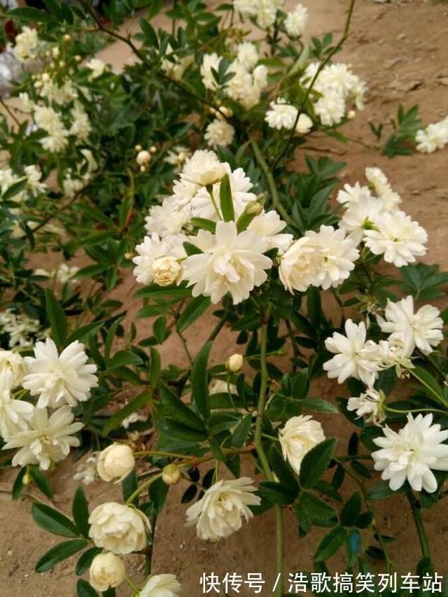 春夏季,蚊虫来袭,放上3种花,蚊虫见了都害怕,家庭必养!