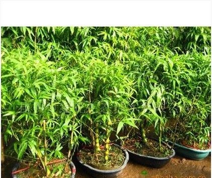 建议家有小院定要种上几样盆栽，沾土就能活，驱蚊又好看