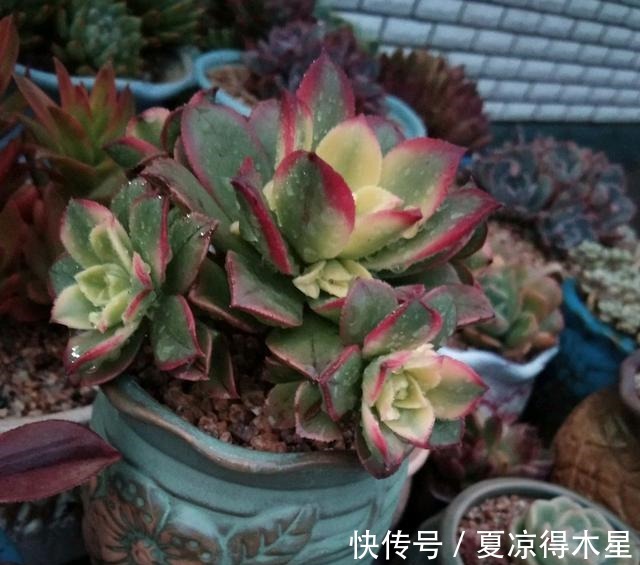 艳如春华，灿若日辉，掌握这几种技巧，你的艳日辉也能这样美！