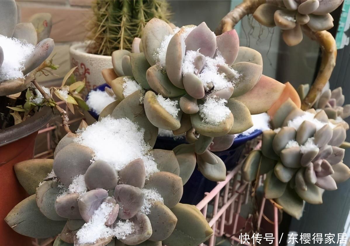 多肉中的“战斗鸡”,寒冬腊月也疯长,一年长成小老桩