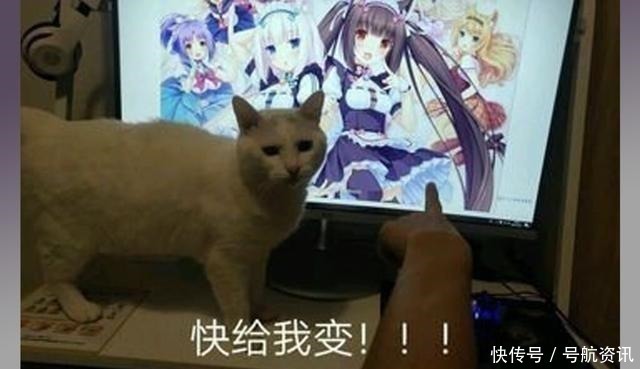 猫咪|想让猫咪变成人变是不可能的,但画师可以将其画出来!
